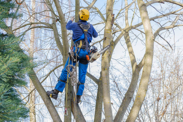 Best Tree Removal  in Somers, WI